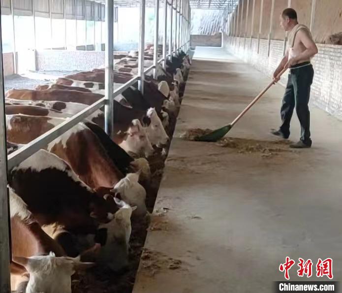 馬騰飛預(yù)計(jì)，2025年合作社擁有肉牛數(shù)量將達(dá)到1000余頭?！●R騰飛 攝