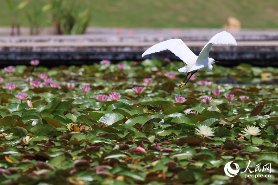 彩蓮滿塘鷺鳥飛。人民網(wǎng)記者 陳博攝