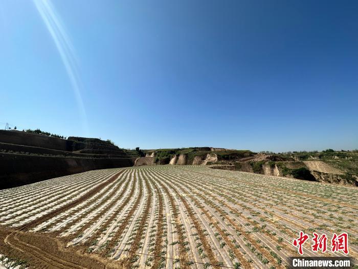 石西素有“西瓜之鄉(xiāng)”之美譽(yù)，這里土壤肥沃、晝夜溫差大，孕育出的西瓜脆爽、汁多、超甜?！⑿〖t 攝