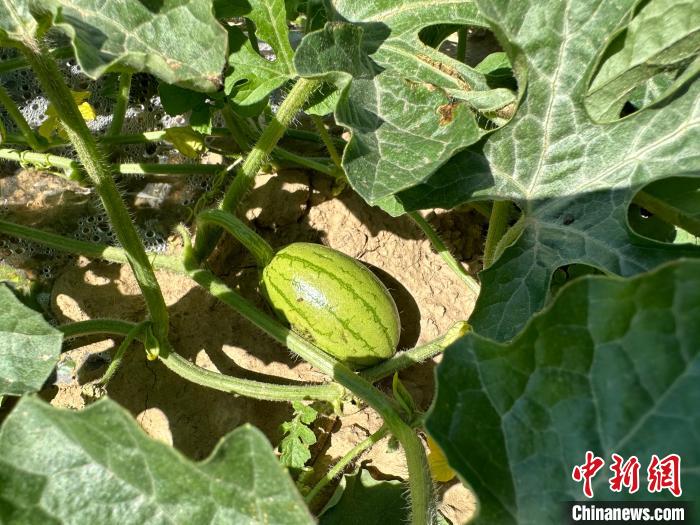 14日，記者在合作社的百畝西瓜地里，看著一個(gè)個(gè)如雞蛋般大小的西瓜，正“享受”著太陽(yáng)的炙烤?！⑿〖t 攝