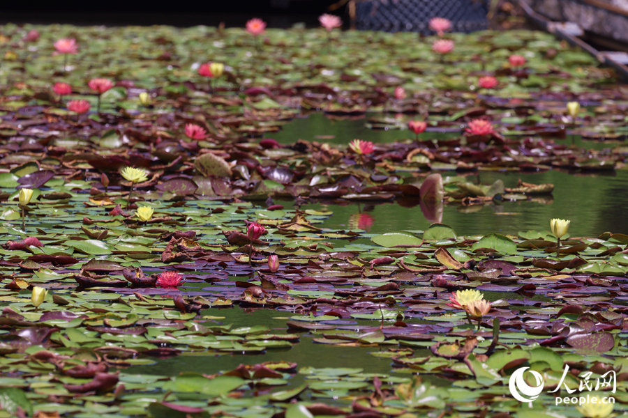 藏在繁花深處的3朵雙色睡蓮。人民網(wǎng)記者 陳博攝