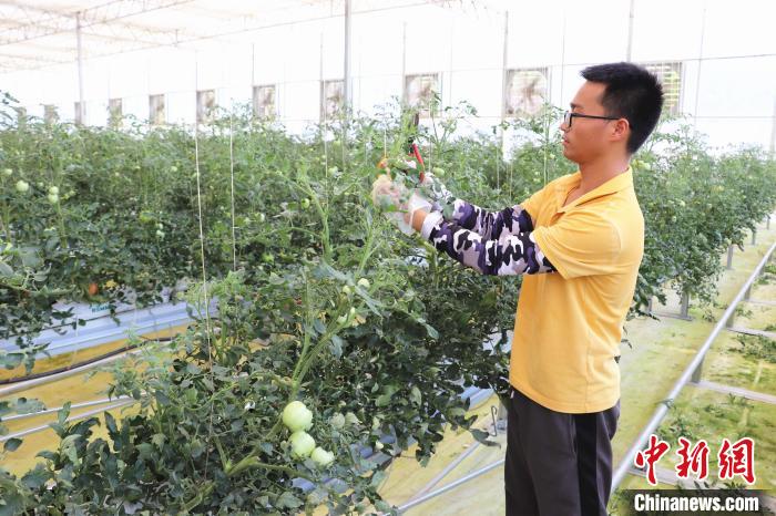 圖為在紅谷灘區(qū)元宇宙·VR數(shù)字農(nóng)業(yè)示范基地七彩番茄培育車間內(nèi)，農(nóng)業(yè)技術(shù)員正在對番茄植株進行修剪?！⌒苠\陽 攝