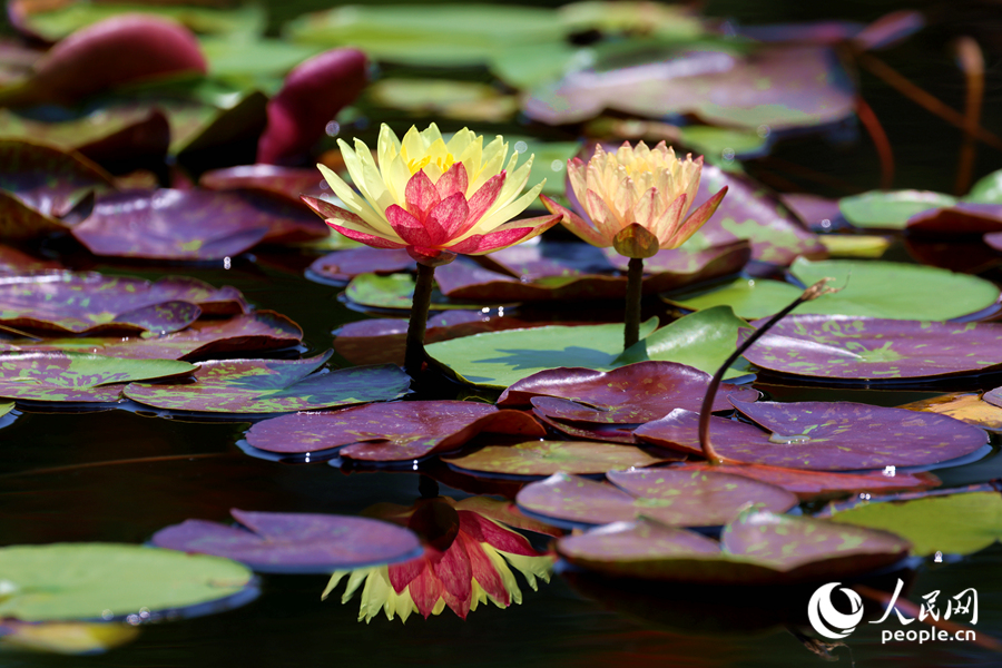 雙色睡蓮與翠綠的蓮葉、清澈的池水相映成畫。人民網(wǎng)記者 陳博攝