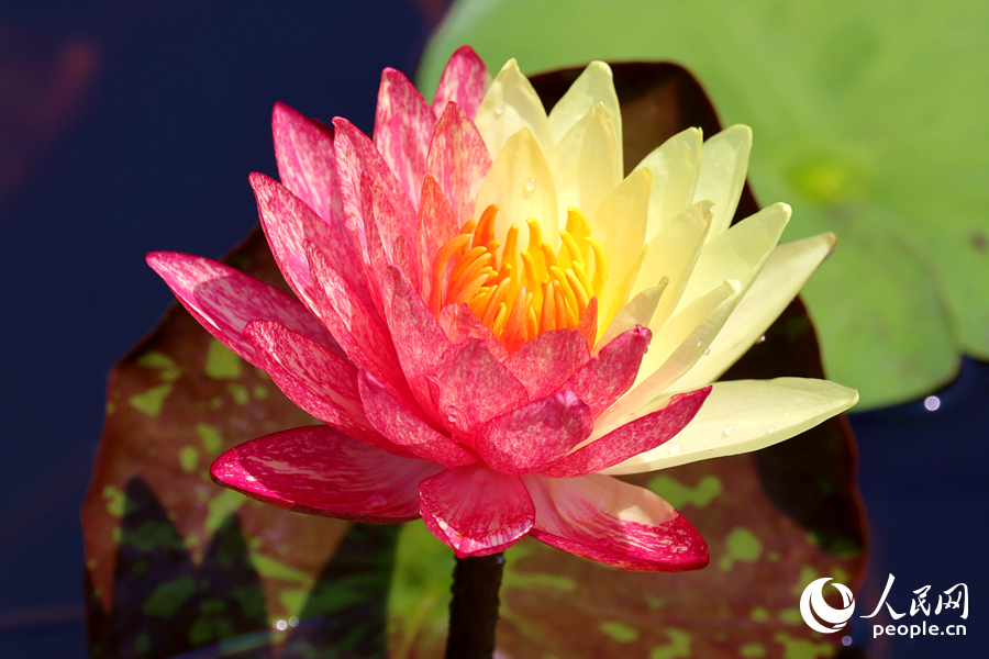 廈門海灣公園中，雙色睡蓮嬌艷欲滴。人民網(wǎng)記者 陳博攝