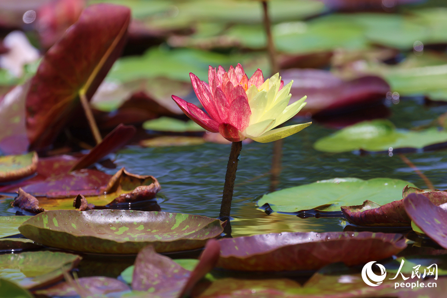 亭亭玉立于水中央的雙色睡蓮。人民網(wǎng)記者 陳博攝