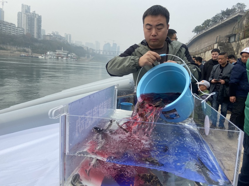 放流活動現(xiàn)場。宜賓市廣播電視臺供圖