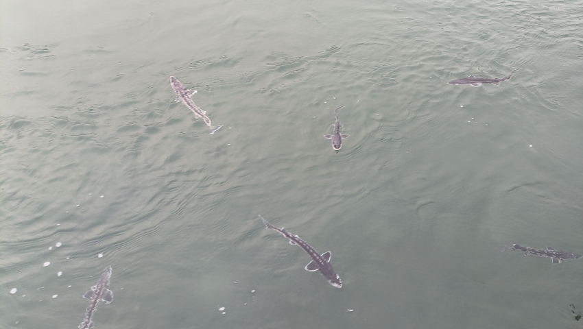 珍稀魚種——長江鱘。宜賓市廣播電視臺供圖