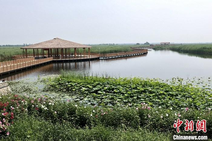 從完成頂層設(shè)計(jì)到如火如荼大規(guī)模建設(shè)，六年來，雄安新區(qū)如春天的竹子一般拔節(jié)生長，這座承載千年大計(jì)的“未來之城”已雄姿初顯。從“一張白紙”開始著墨，如今的雄安新區(qū)已是濃墨重彩的“山水畫”。<a target='_blank' href='/'>中新社</a>記者近日走訪了雄安新區(qū)多地，從“藍(lán)綠金”三色感受這座“未來之城”的巨大變化。圖為7月20日，河北白洋淀上荷花滿淀、蘆花搖曳。 <a target='_blank' href='/'>中新社</a>記者 易海菲 攝