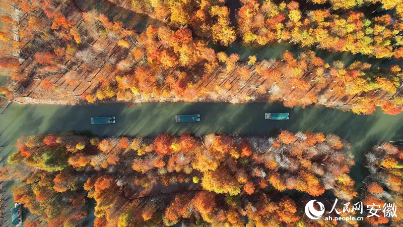 寧國(guó)落羽紅杉林。人民網(wǎng) 郭昊攝